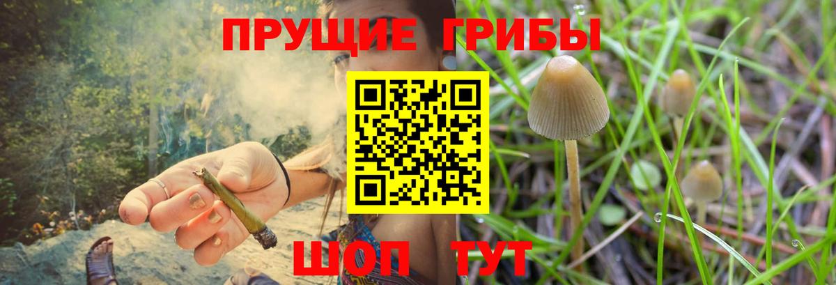 Псилоцибиновые грибы Cubensis Родники